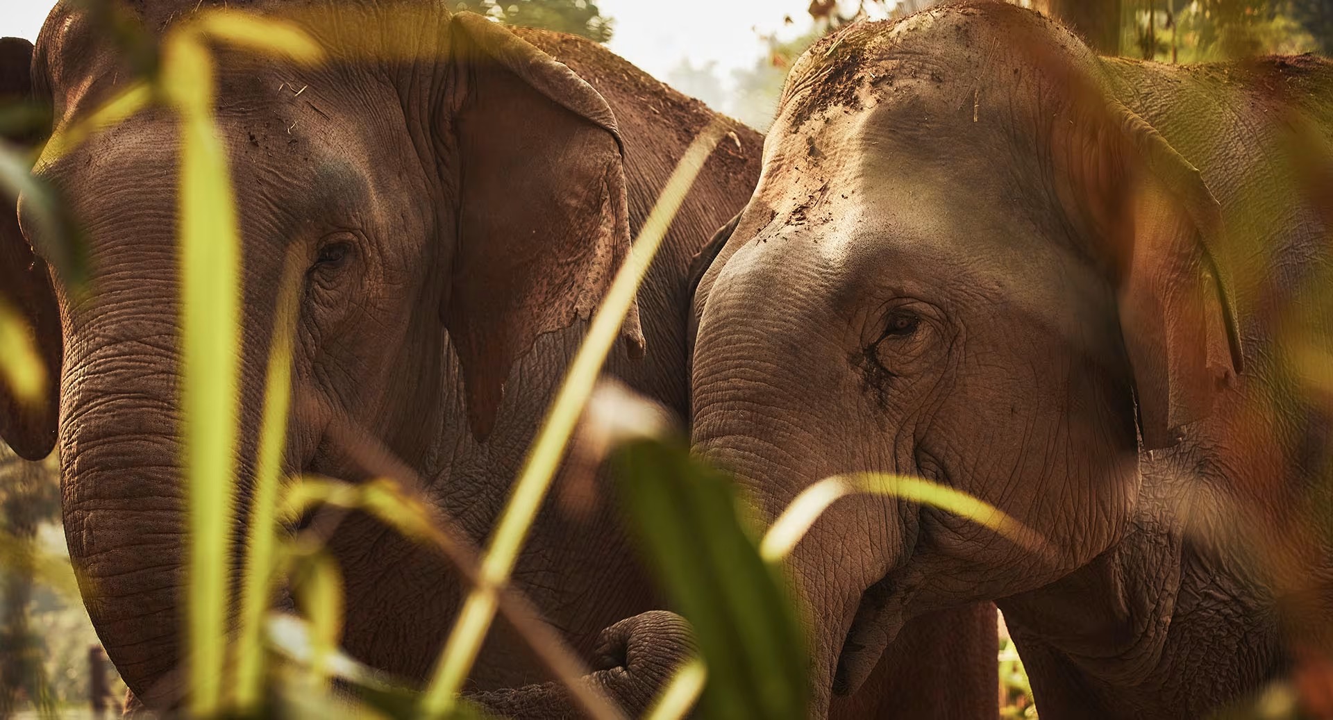 Two elephants together in long grass, northern Thailand