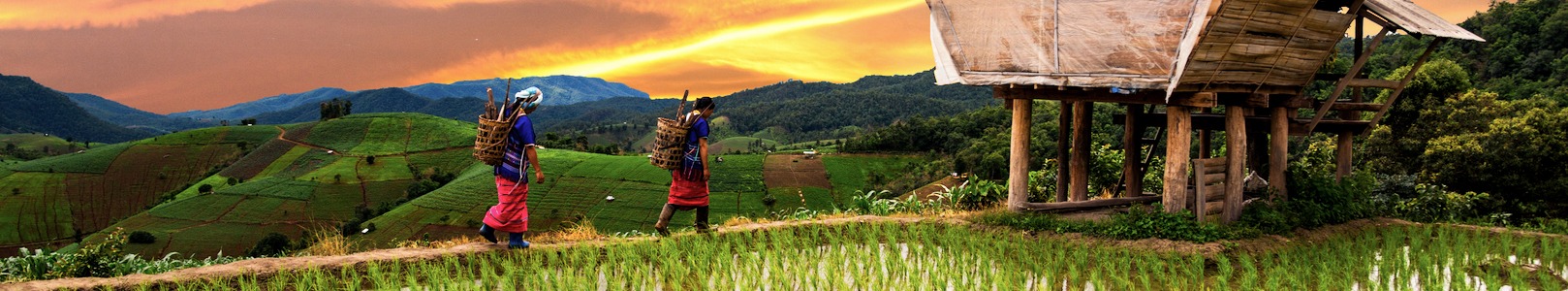 Carrying baskets along hillside rice terraces at sunset, northern Thailand